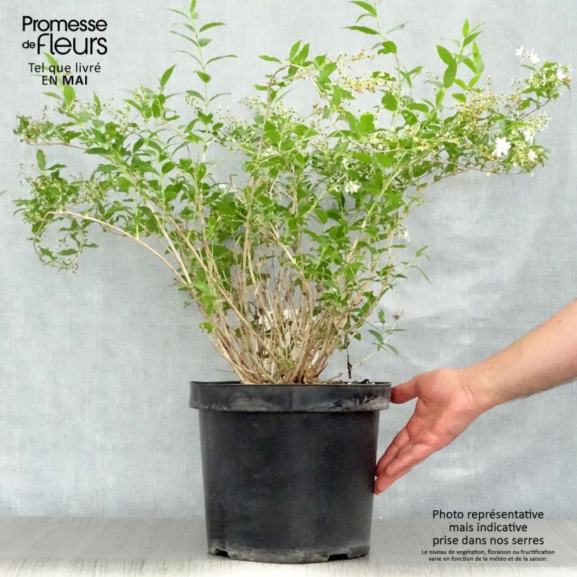 Deutzia gracilis - Deutzie Pot de 4L/5L sample as delivered in spring