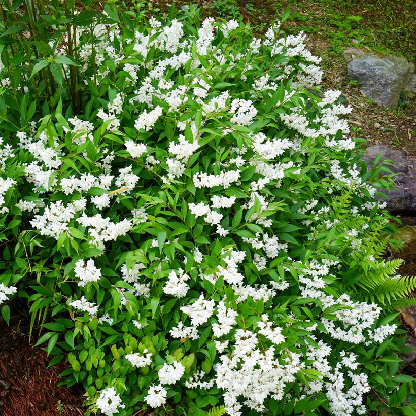Deutzia gracilis (Plant habit)
