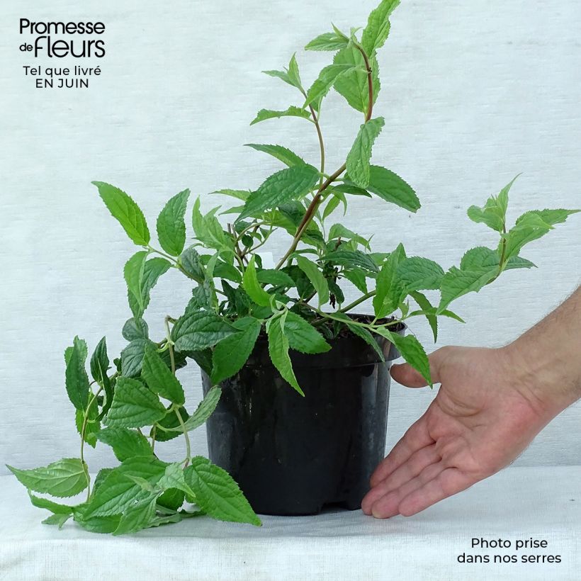 Deutzia Mont Rose 2L/3L pot sample as delivered in summer