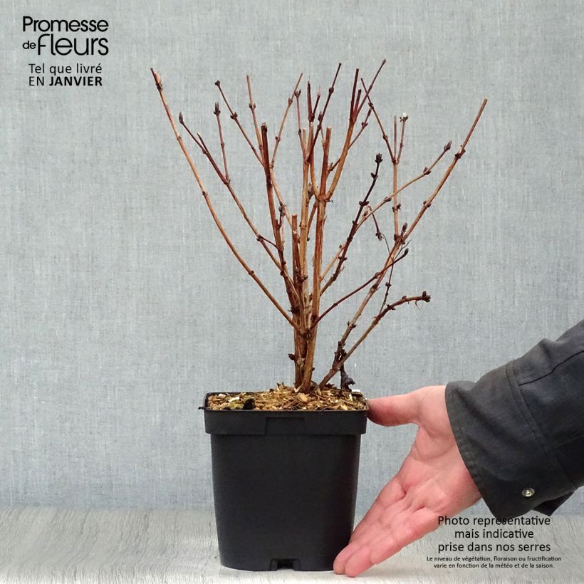 Deutzia hybrida Mont Rose en pot de 2L/3L - Deutzie sample as delivered in winter