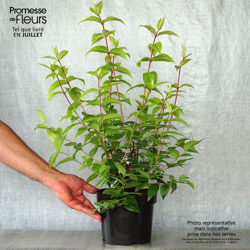 Deutzia Strawberry Fields 2L/3L pot sample as delivered in summer