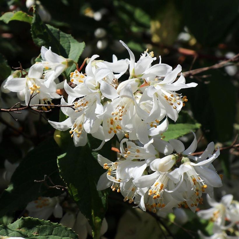 Deutzia magnifica (Flowering)