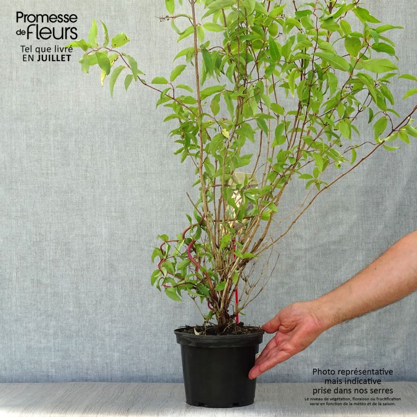 Deutzia scabra Codsall Pink - Deutzie Pot de 2L/3L sample as delivered in summer