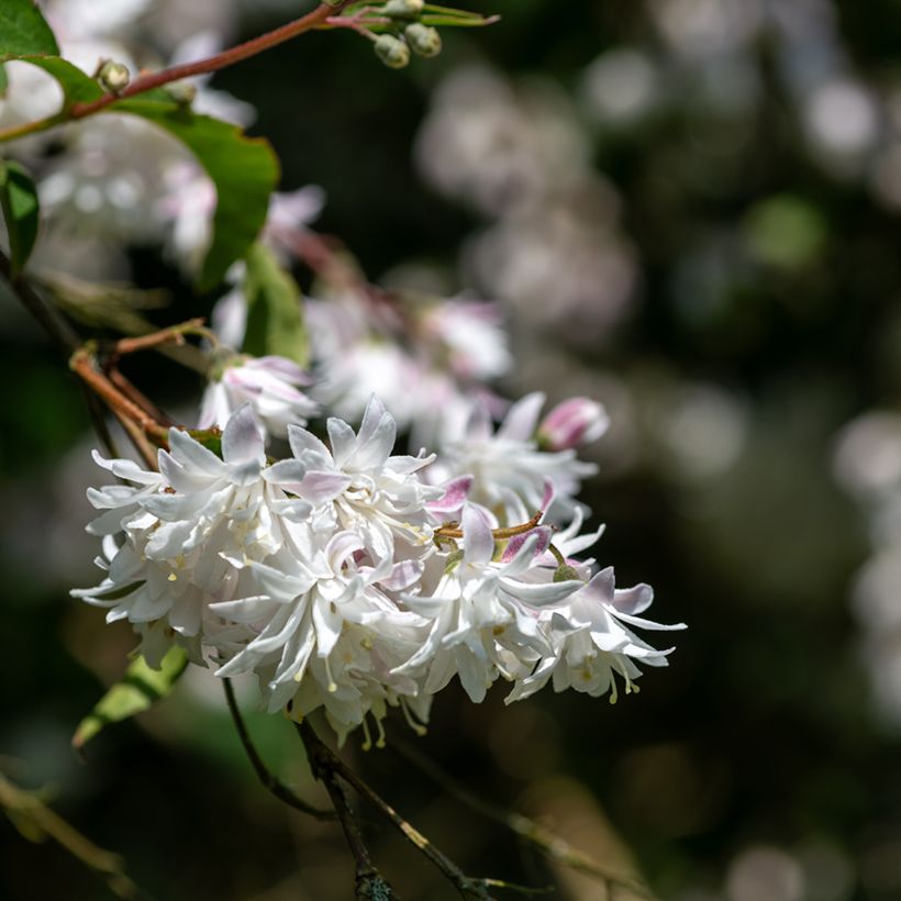 Deutzia scabra Codsall Pink (Flowering)