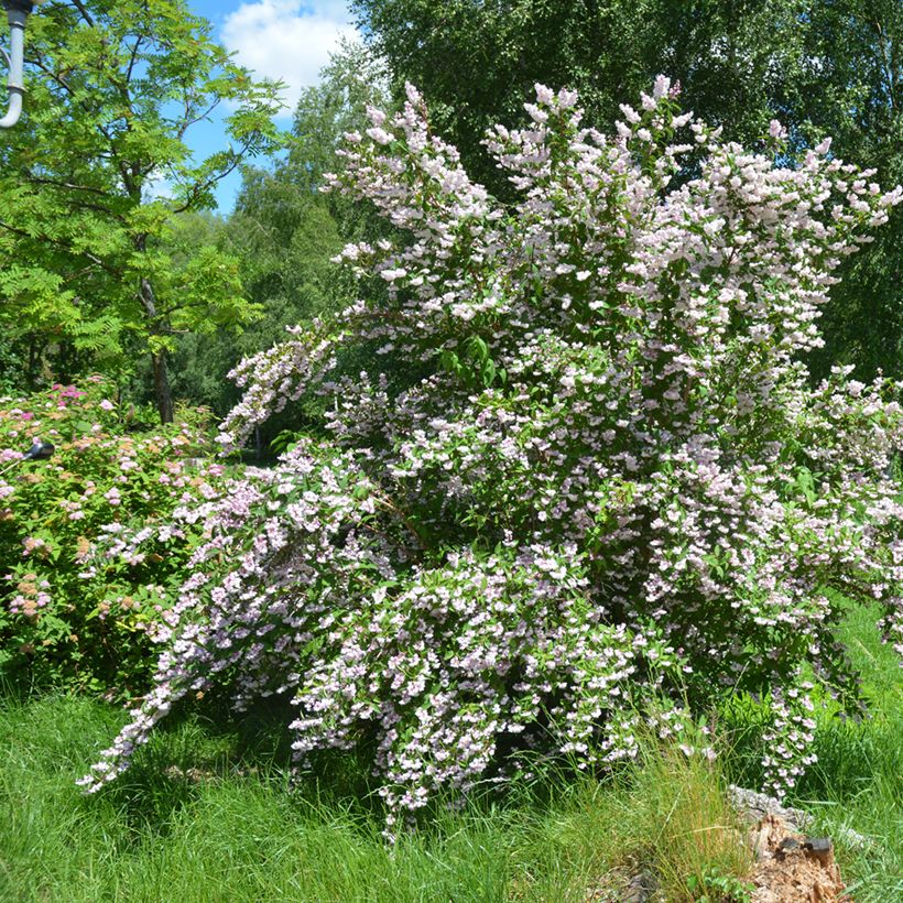 Deutzia scabra Codsall Pink (Plant habit)
