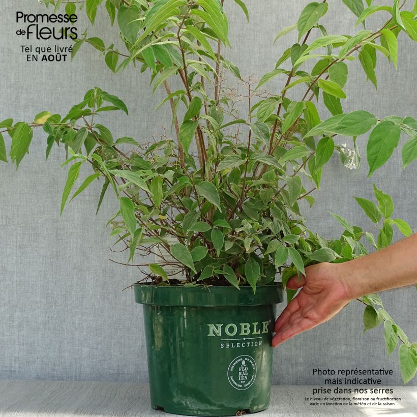 Deutzia setchuenensis Corymbiflora 7.5L/10L pot sample as delivered in summer