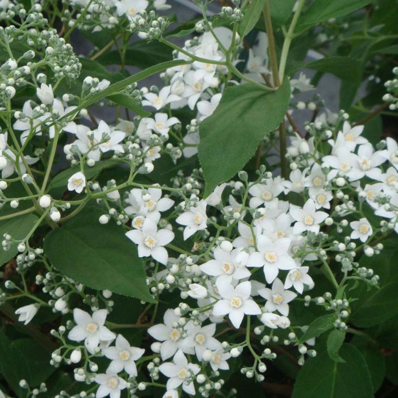 Deutzia setchuenensis Corymbiflora (Flowering)