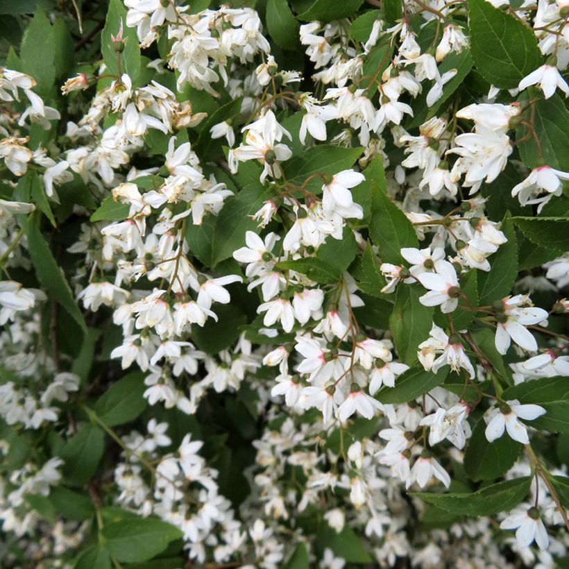 Deutzia x lemoinei  (Flowering)