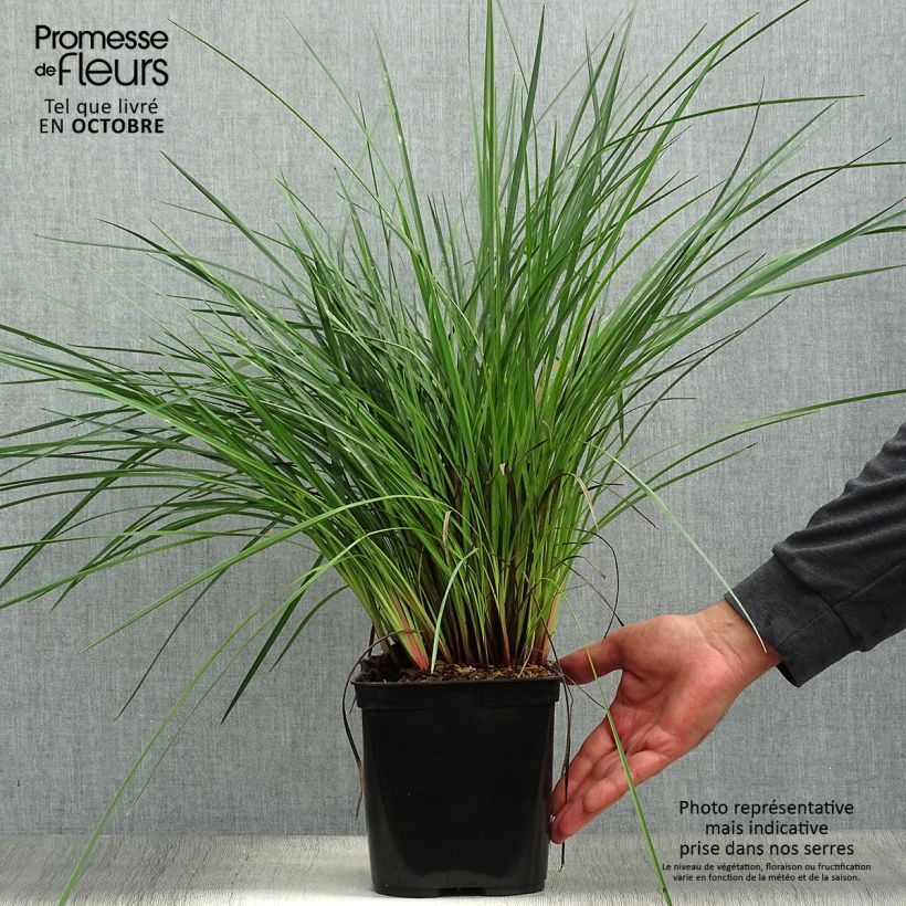 Dianella revoluta Coolvista Pot de 1L./1.5L. sample as delivered in autumn