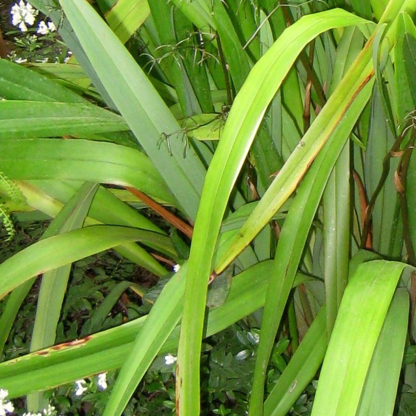 Dianella tasmanica (Foliage)