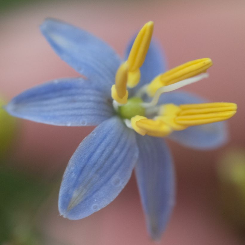 Dianella tasmanica (Flowering)
