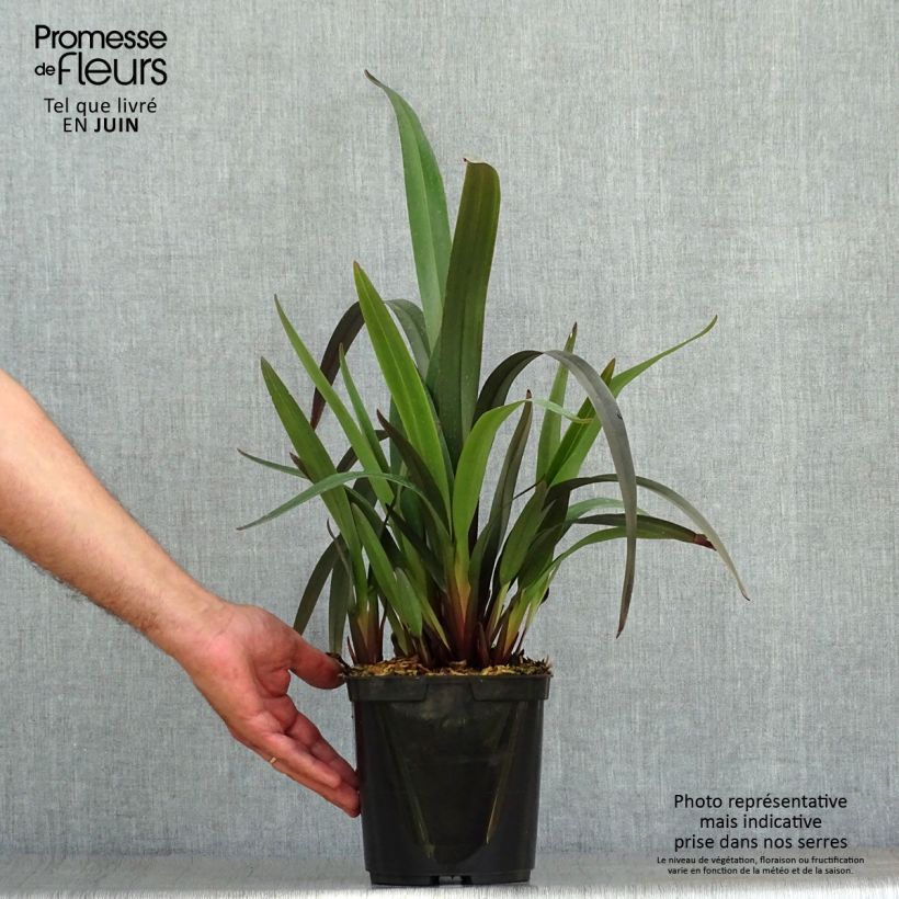 Dianella tasmanica Blaze Pot de 2L/3L sample as delivered in summer