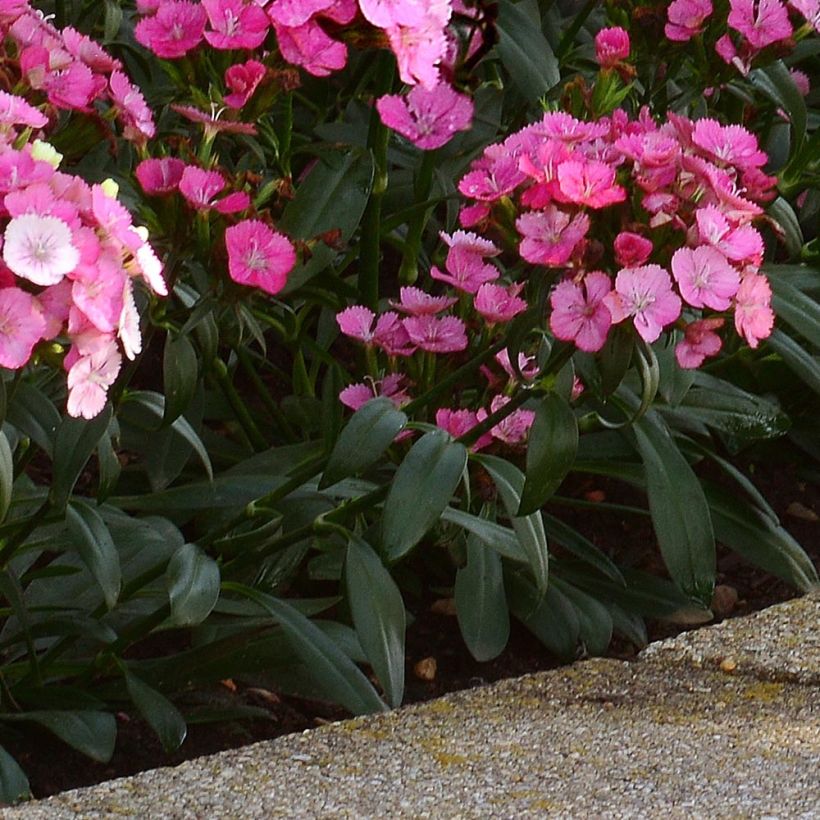Dianthus barbatus Jolt Pink Magic (Foliage)