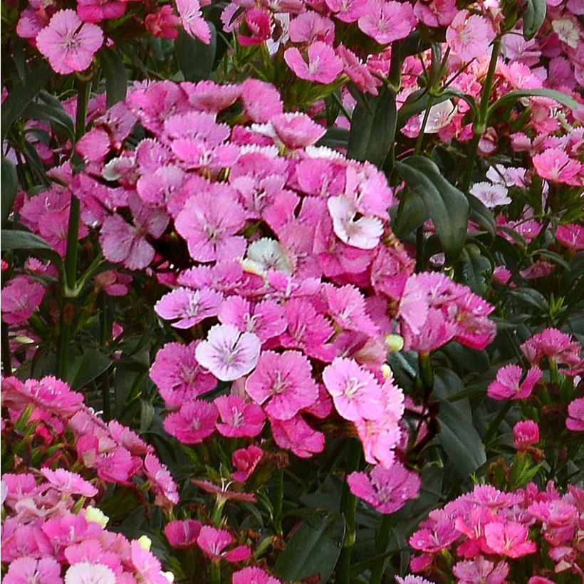 Dianthus barbatus Jolt Pink Magic (Flowering)