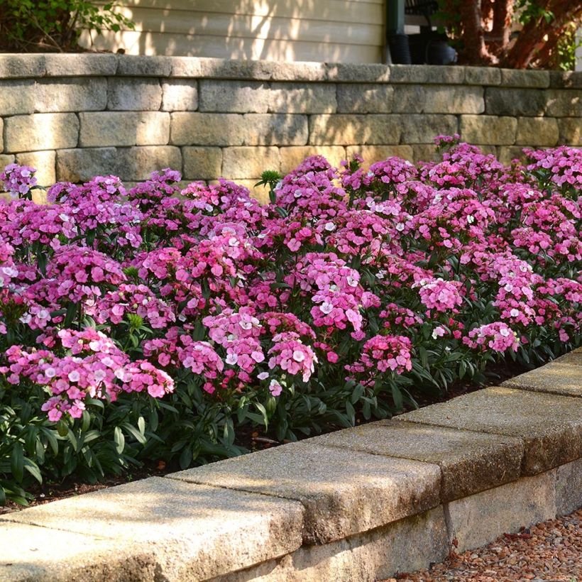 Dianthus barbatus Jolt Pink Magic (Plant habit)