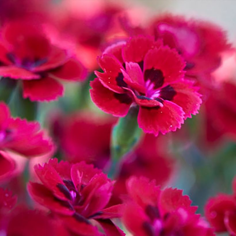 Dianthus plumarius Merci Fleuri (Flowering)