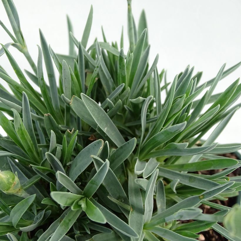 Dianthus WHETMAN STARS Pop Star (Foliage)