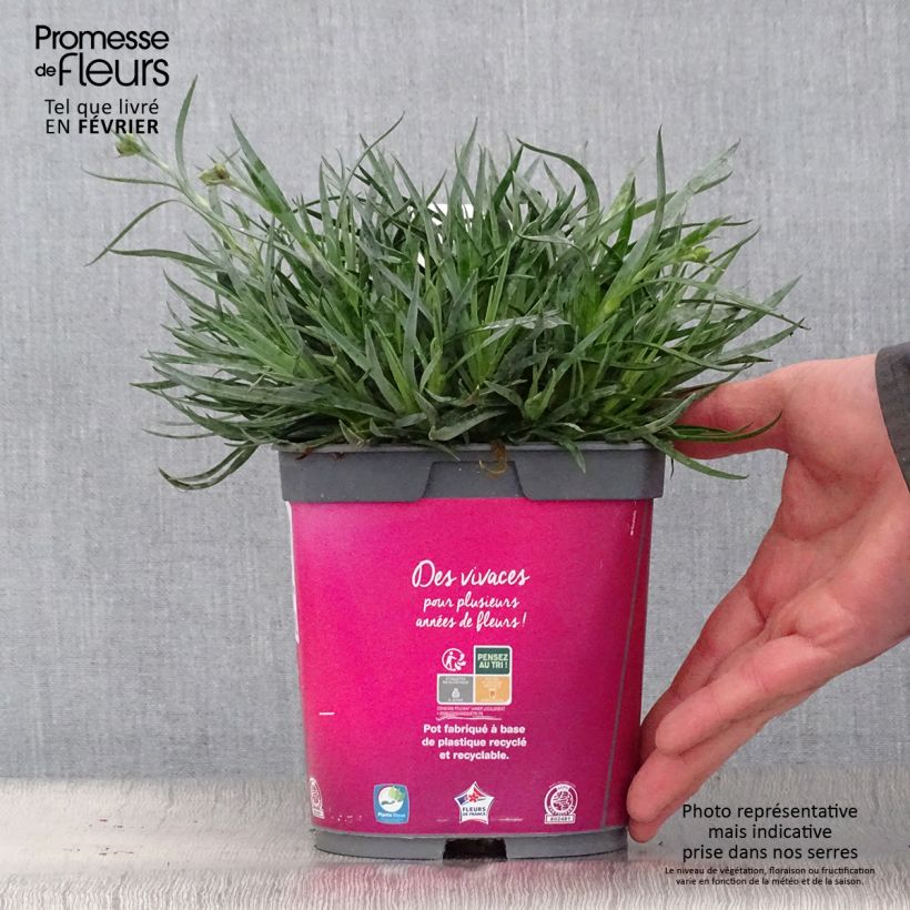 Dianthus Scent First Tickled Pink - Œillet mignardise en pot de 2 litres sample as delivered in winter