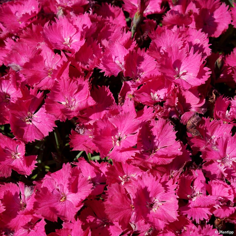 Dianthus Vivid Bright Light (Flowering)