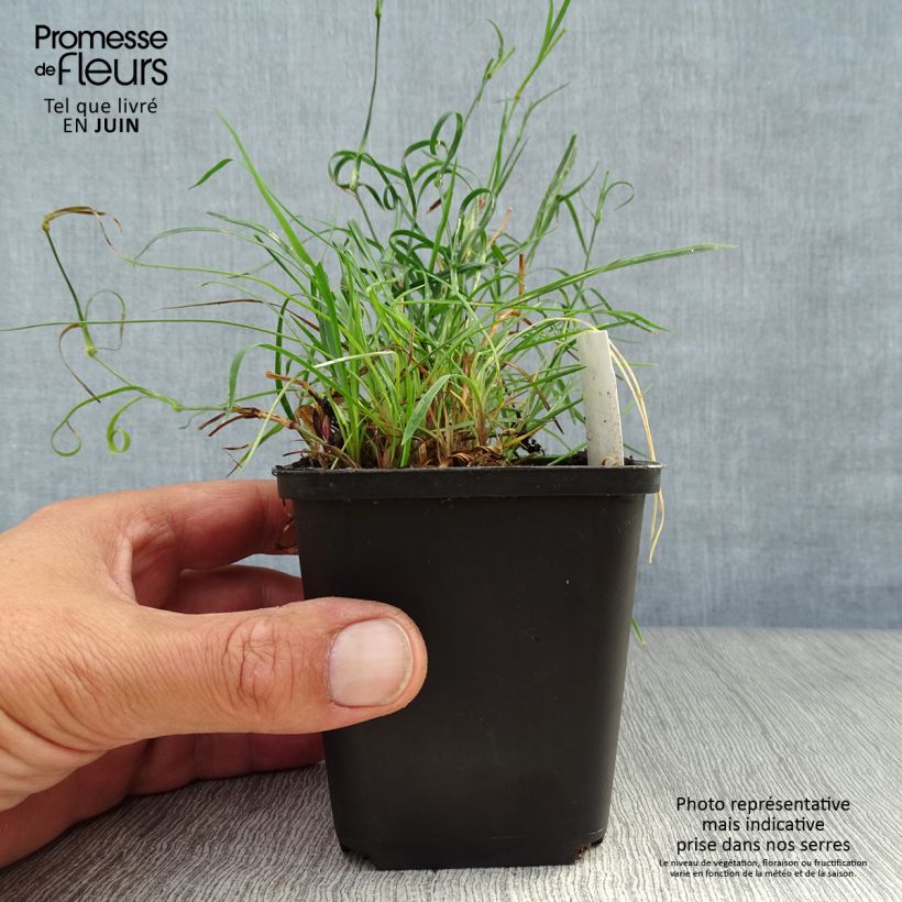 Dianthus carthusianorum 8/9 cm pot sample as delivered in summer