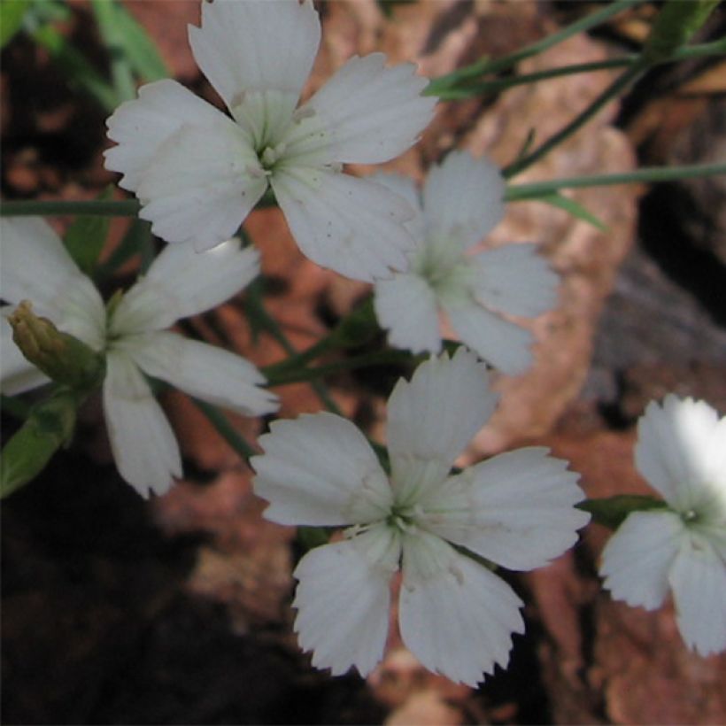 Dianthus deltoides Albiflorus (Flowering)