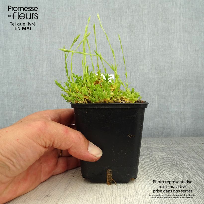 Dianthus deltoides Arctic Fire - Oeillet à delta Godet de 8/9 cm sample as delivered in spring
