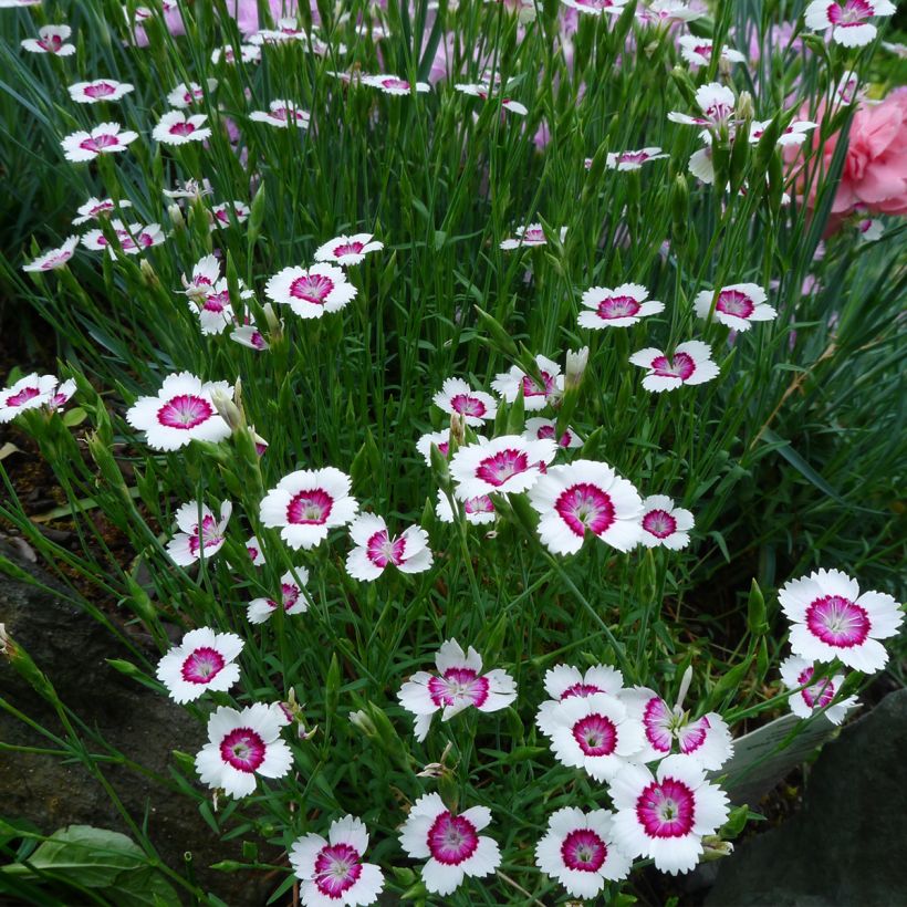 Dianthus deltoides Arctic Fire (Plant habit)