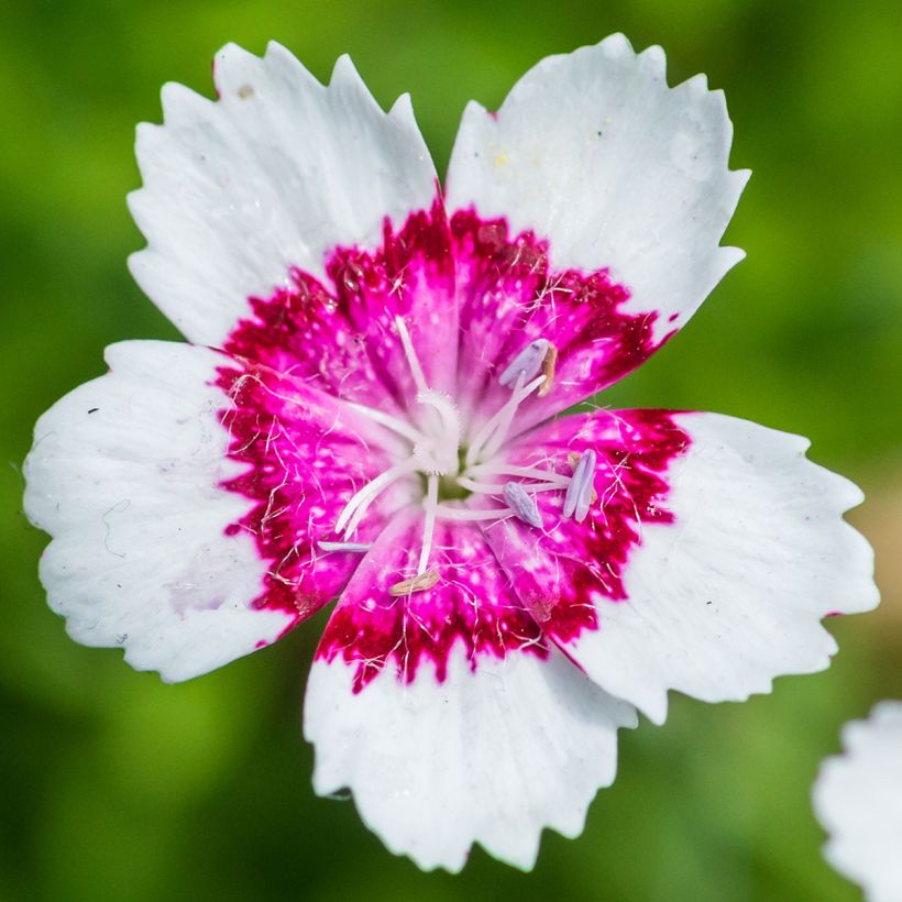 Dianthus deltoides Arctic Fire (Flowering)