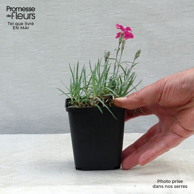 Dianthus gratianopolitanus Badenia - oeillet de pentecôte rouge en godet de 9 cm sample as delivered in spring