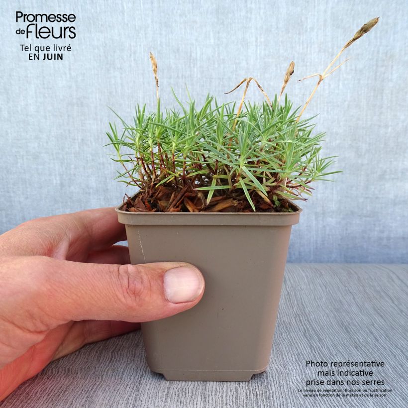 Dianthus gratianopolitanus Eydangeri 8/9 cm pot sample as delivered in summer