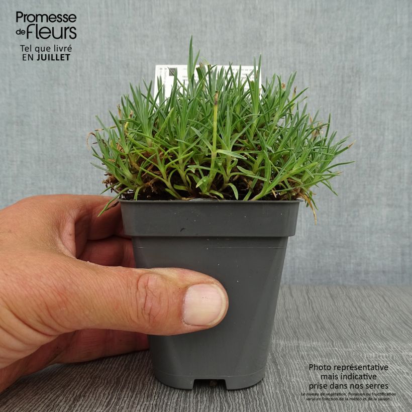 Dianthus gratianopolitanus Whatfield Gem - Oeillet de Grenoble Godet de 8 cm sample as delivered in summer