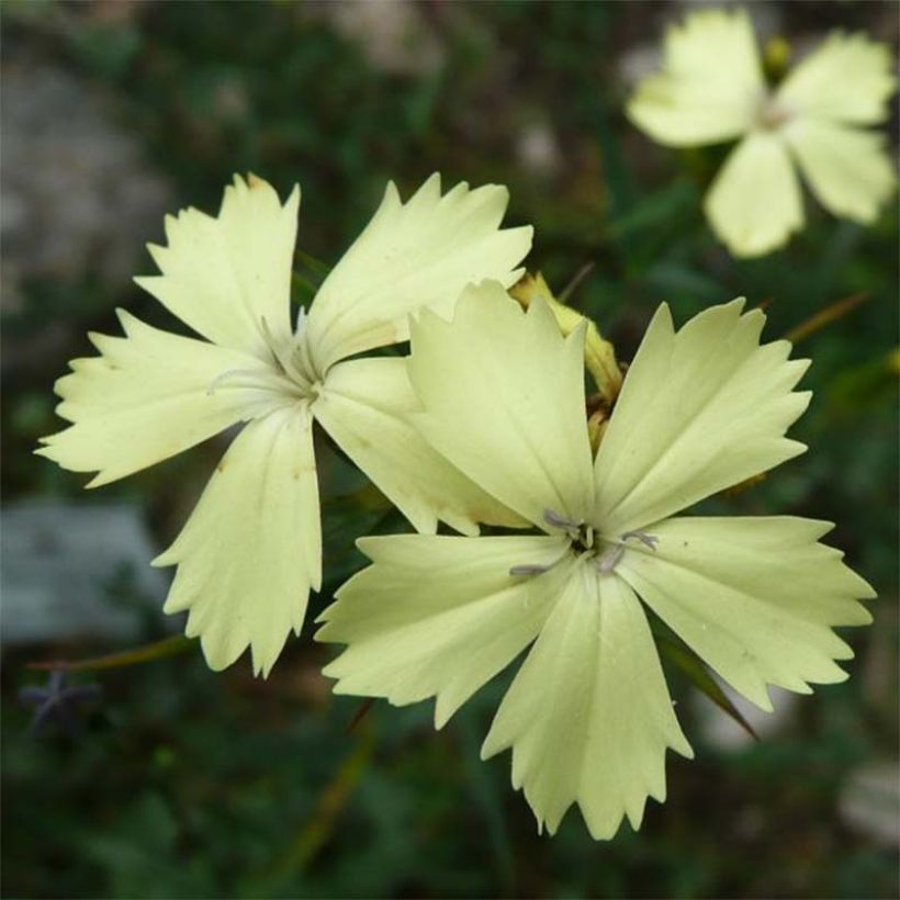 Dianthus knappii (Flowering)