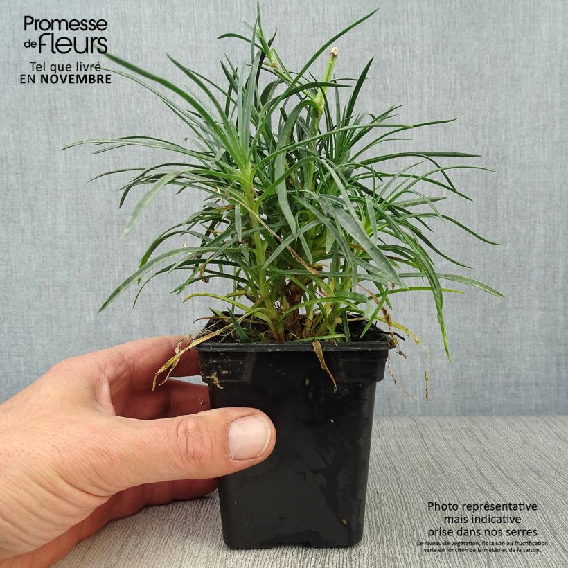 Dianthus plumarius Cranmere Pool - Oeillet mignardise Godet de 8 cm sample as delivered in autumn