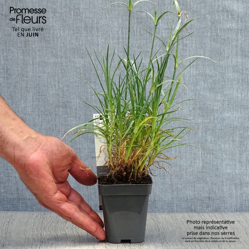 Dianthus plumarius Cranmere Pool - Oeillet mignardise Godet de 8 cm sample as delivered in summer