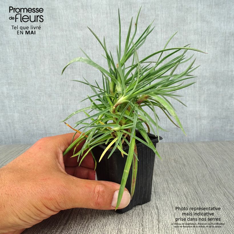 Dianthus plumarius Devon Dove - Oeillet mignardise. Godet de 8 cm sample as delivered in spring