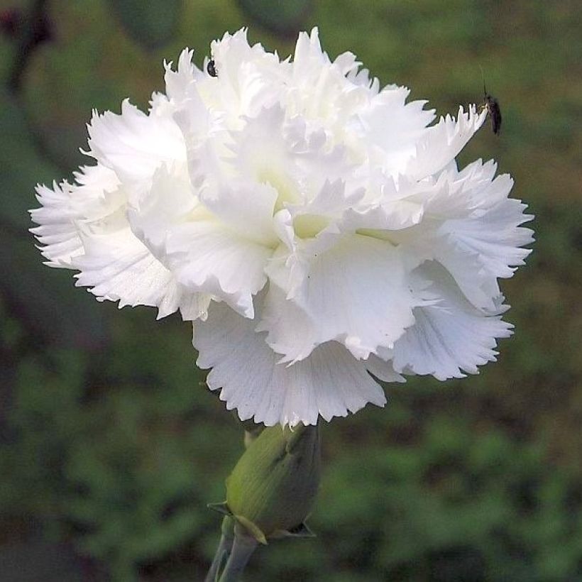 Dianthus plumarius Flore Pleno Albus (Flowering)