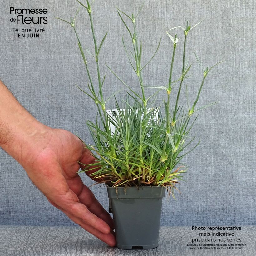 Dianthus plumarius Grans Favourite 8/9 cm pot sample as delivered in summer