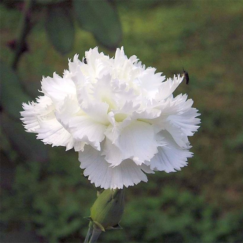 Dianthus plumarius Haytor White (Flowering)