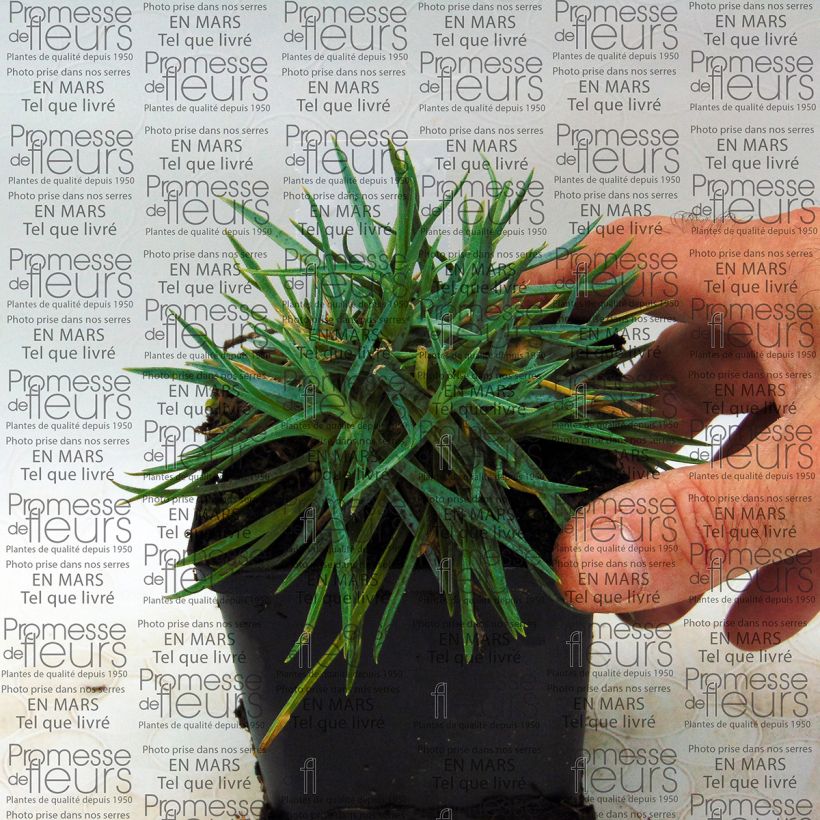 Example of Dianthus plumarius Helen specimen as delivered