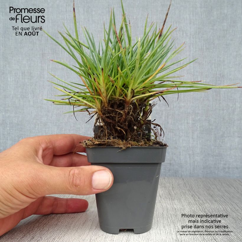 Dianthus plumarius Lily the Pink - Oeillet mignardise Godet de 8 cm sample as delivered in summer