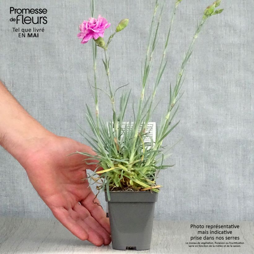 Dianthus plumarius Lily the Pink sample as delivered in spring