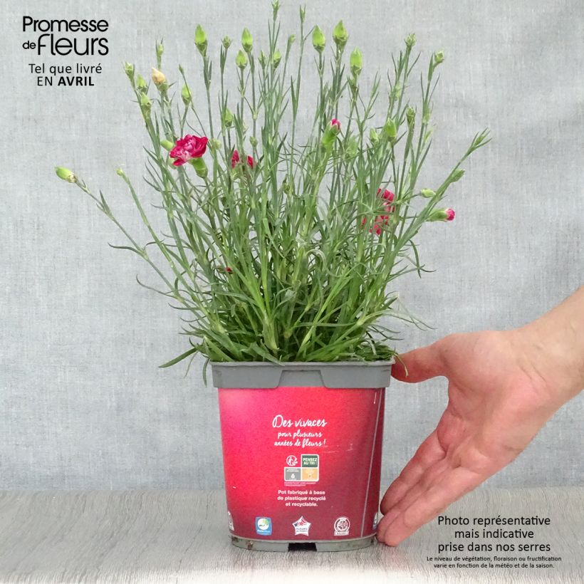 Dianthus plumarius Passion Hot Red sample as delivered in spring