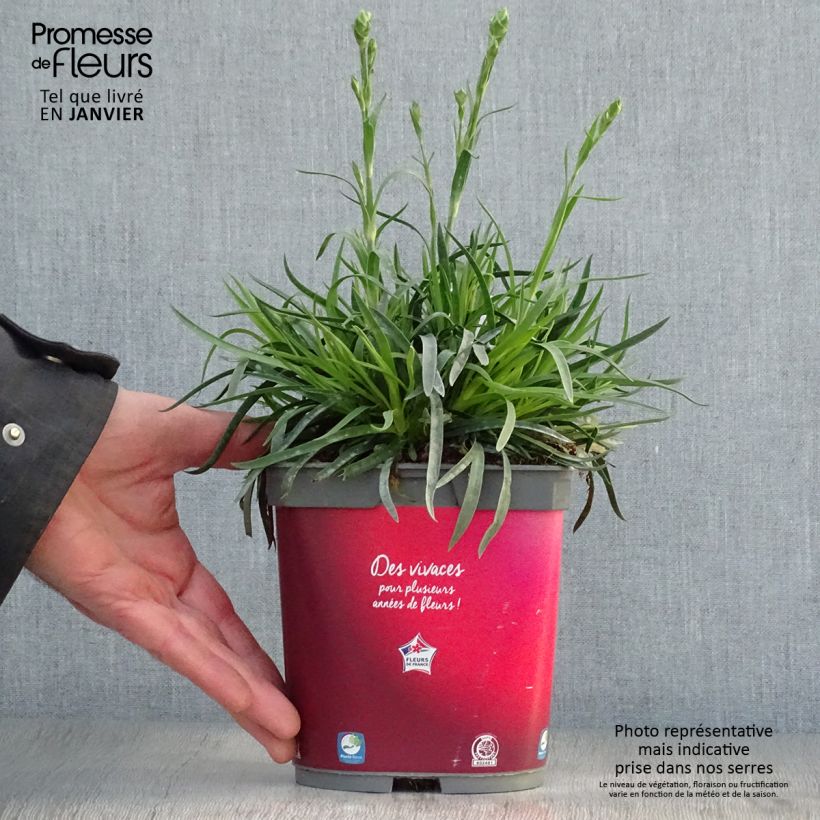 Dianthus plumarius Passion Hot Red - Œillet mignardise en pot de 2/3 litres sample as delivered in winter