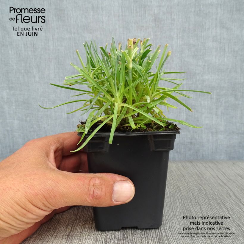 Dianthus plumarius Scent First Memories 7/8 cm pot sample as delivered in summer