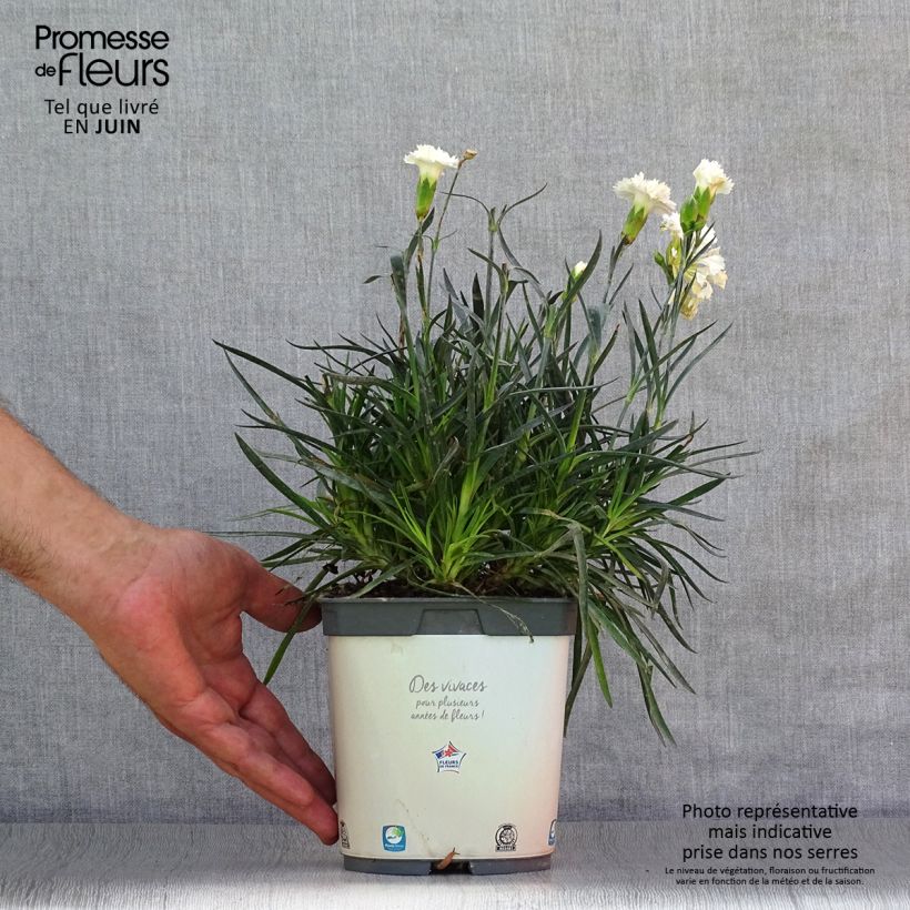 Dianthus plumarius Scent First Memories 2L/3L pot sample as delivered in summer