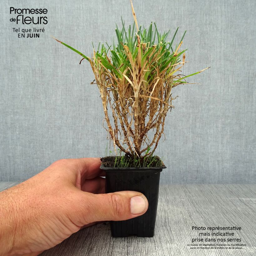 Dianthus plumarius Scent First Raspberry Sundae 7/8 cm pot sample as delivered in summer