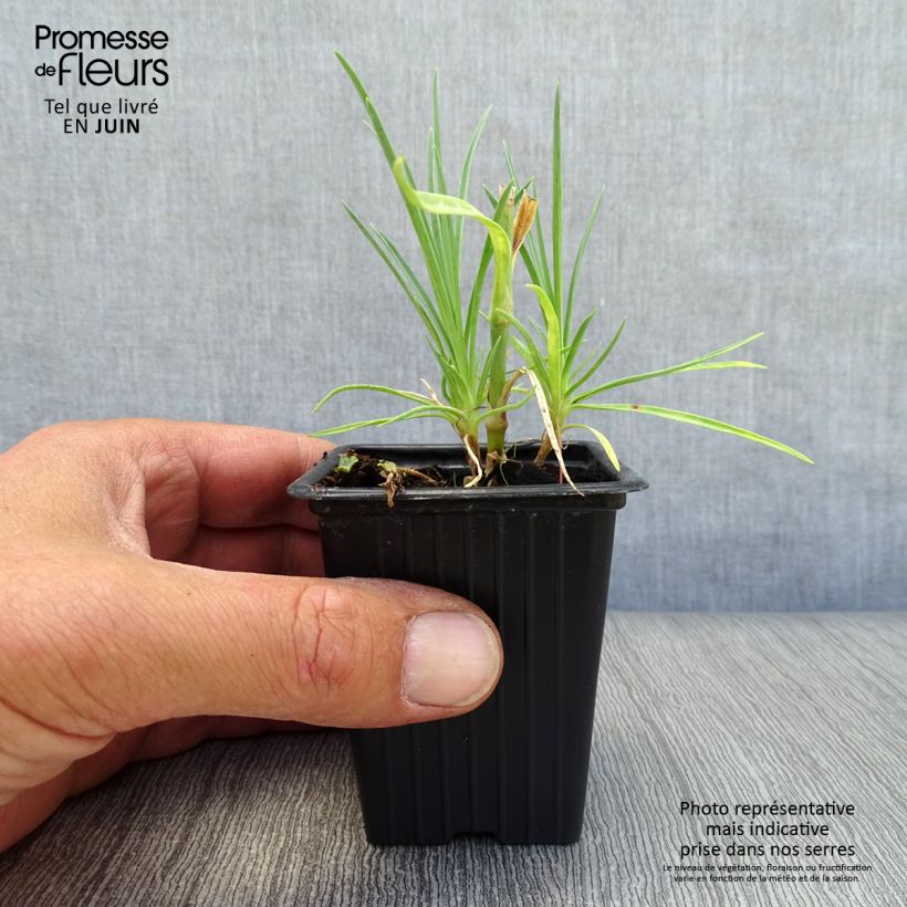 Dianthus plumarius Scent First Romance - Oeillet mignardise en godet de 9 cm sample as delivered in summer