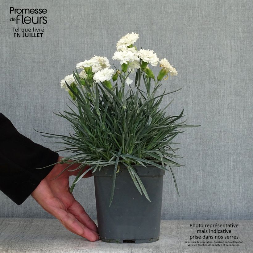 Dianthus plumarius Scent First Romance - Oeillet mignardise en pot de 2 litres sample as delivered in summer