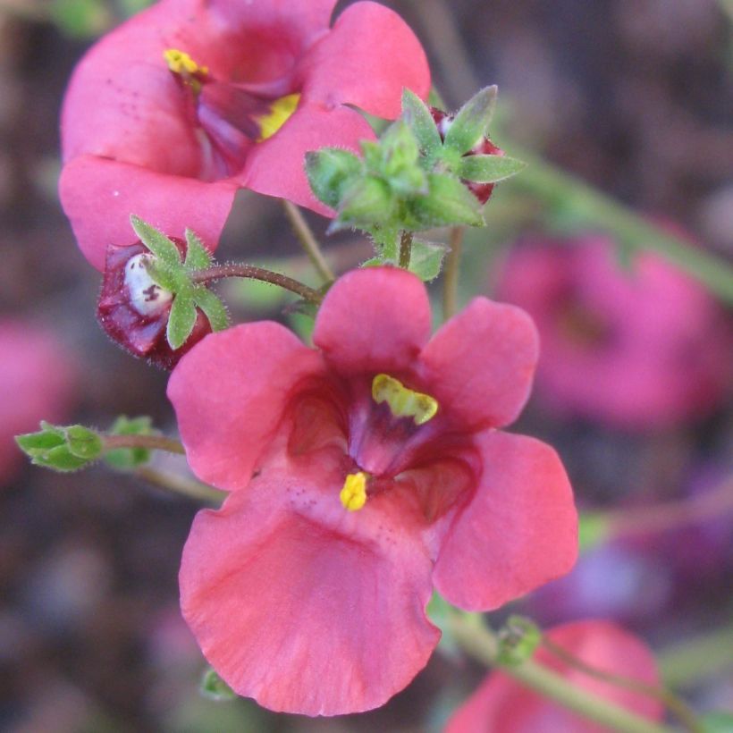 Diascia integerrima (Flowering)