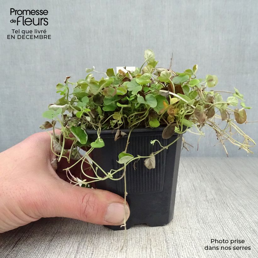 Dichondra repens - Dichondra rampant Godet de 8 cm sample as delivered in winter